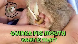 Stuck In a Guinea Pig Mouth: What Is It?