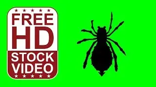 Free Stock Videos &ndash; animal silhouette spider walking on green screen top view seamless loop