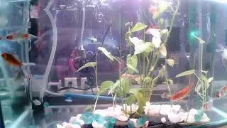 Silent Live For WH with Gold Fish