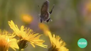 Die Wiese - Paradies nebenan (Trailer De)
