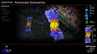 Proteasome Animation 3D Molecular Biology