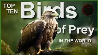 The most dangerous birds of prey that are the nightmare of other birds!!