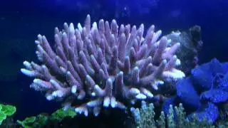 Acropora millepora
