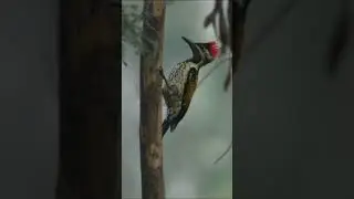 Meet the Himalayan Goldenback: A Stunning Woodpecker! #shorts #woodpecker