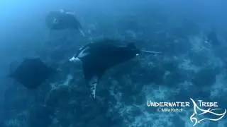 Manta Rays Swimming Over a Shallow Reef
