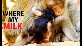 Very Silent Cry Cry Beg Milk ! Smart Titan shakee mom beg milk| Tara busy food late give to Titan