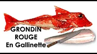 06 Grondin en gallinette