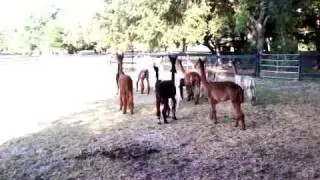 Alpaca warning call