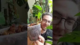 &Aacute;tl&aacute;tsz&oacute; cser&eacute;p, szoban&ouml;v&eacute;nyek gondoz&aacute;sa | Let's Leaf
