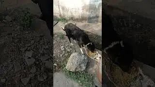 #street dog eating food#