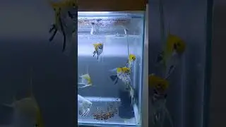 angelfish tank size 🐠🐟🐟🐠