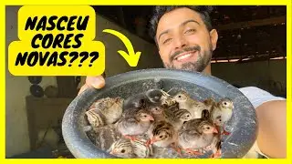 Filhotes de Galinha da Angola | Gutejando