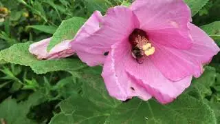 August Wildflowers: An Intro To Steve's Garden