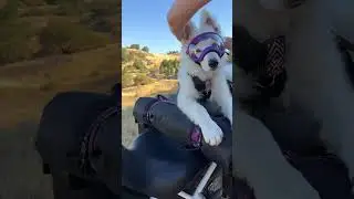 Meet my new White Swiss Shepherd copilot, Whimsy! #shorts #motodog #swissshepherd #rtworld