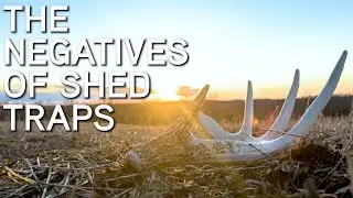 The Negatives Of Shed Antler Traps On Whitetail Bucks