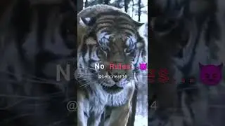 No Moral No Rules...👿~attitude status 👿| #shorts #motivation #quotes #attitude whatsapp status,sigma