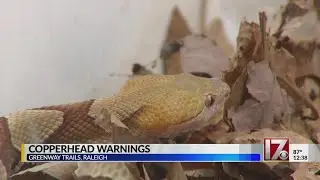 Copperheads take over NC neighborhood