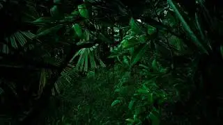 Timelapse view over a beautiful lush green jungle. 4K
