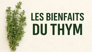 Le thym : ses vertus et comment le consommer
