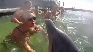 Куба 2015   ДЕЛЬФИНЫ