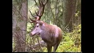 Jelenia ruja priv&iacute;tanie 2002-cinty
