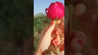 Happy Rose Day Shayari in Hindi, 7th Feb Wishes #short #roseday #youtubeshorts