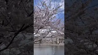 Spring Cherry Blossoms in Chicago 🌸 #chicago #shorts