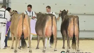 Ontario Spring Jersey Cow Show 2017