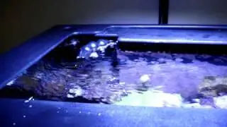 Vortech MP40WES Making a Wave.MPG