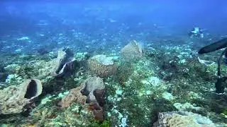 Drifting along the bottom