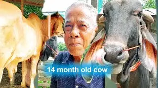 14 month old cow, $ 75 breeding fee