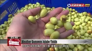 Farmers say &lsquo;abnormal&rsquo; weather affecting jujube production