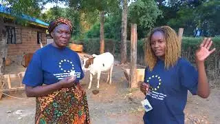 Mulato II in Africa - Tropical Seeds 2018