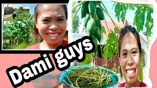 Harvest beens|Chada kaayo ang double camera gamiton guys.