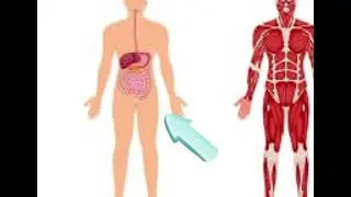 The 12 body systems +music