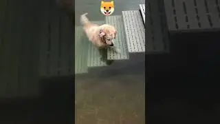 dog catching fish Masti time haaaaa #short 🐟🐟🐟🐟🐠🐠🦈🦈🐬🐬🎣🎣🎐🎏🎏