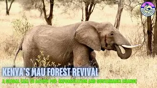 Kenya&rsquo;s Mau Forest: A Global Call to Action for Reforestation and Sustainable Change