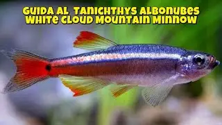 GUIDA AL TANICHTYS ALBONUBES