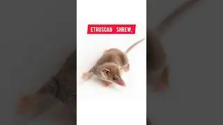 Unbelievable: The World's Smallest Land Mammal Revealed! #Facts #shorts