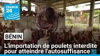 Bénin : l'importation de poulets interdite pour atteindre l'autosuffisance • FRANCE 24