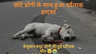  Chote 🐕 dog ke sath hua hadsa  🥺🥹#1 million views 
