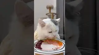 cat eat meatslices 🥩🥚🍳|cat eating sliced meat 🐓| ASMR cat mukbang #cat #cats