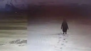 MVI 2270 = look = behind = the penguin = to many foot prints = for = one penguin = 2007 =