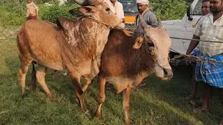 வாணியம்பாடி நாட்டு மாட்டு சந்தை