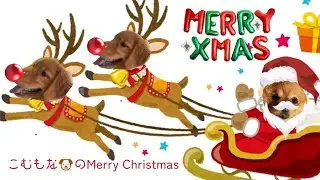 こむもな🐶のMerry Christmas2025(ポメラニアン&ゴールデンレトリバー)