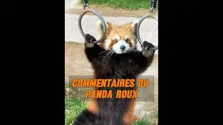 La gratitude du panda roux #animaux #animal