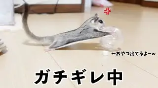 フクロモモンガにフォージングトイを見せたらガチギレされましたww【おもちゃ】【威嚇】