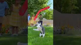 cat catching boomerang #funny #tiktok #ai #reels #cure #cats #shorts #viral #views #children