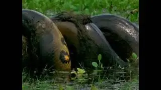 Nature is brutal but I can make it look cool....Predator vs. Prey!