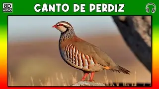 Partridge sound - song - cuchichi